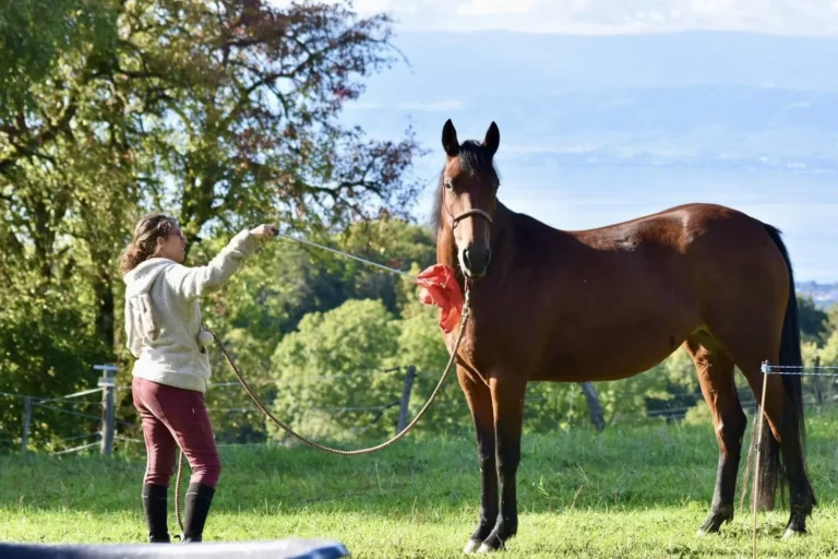 Trotteuse française jument à vendre
