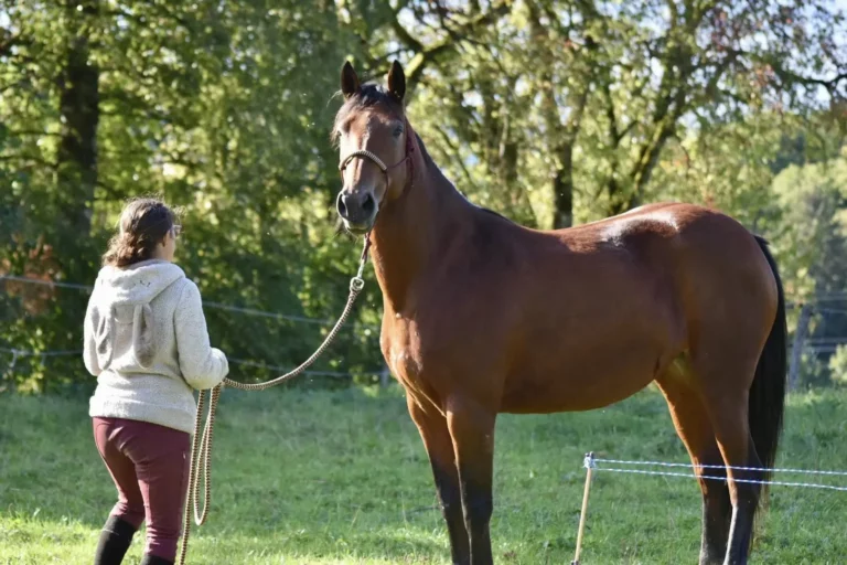 Trotteuse française jument à vendre