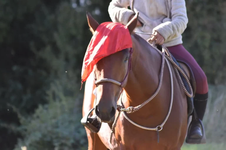 Trotteuse française jument à vendre
