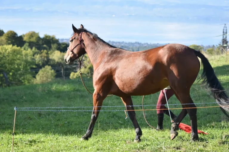 Trotteuse française jument à vendre