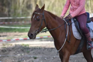 les chevaux reformes de sadelya