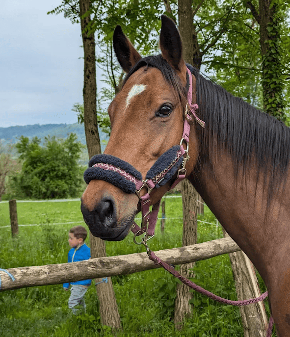 Les chevaux réformés de Sadelya