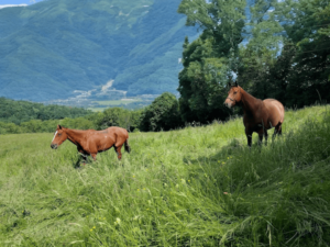 Les chevaux réformés de Sadelya