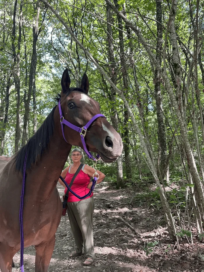 Les chevaux réformés de Sadelya