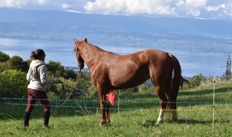 Trotteuse française jument à vendre
