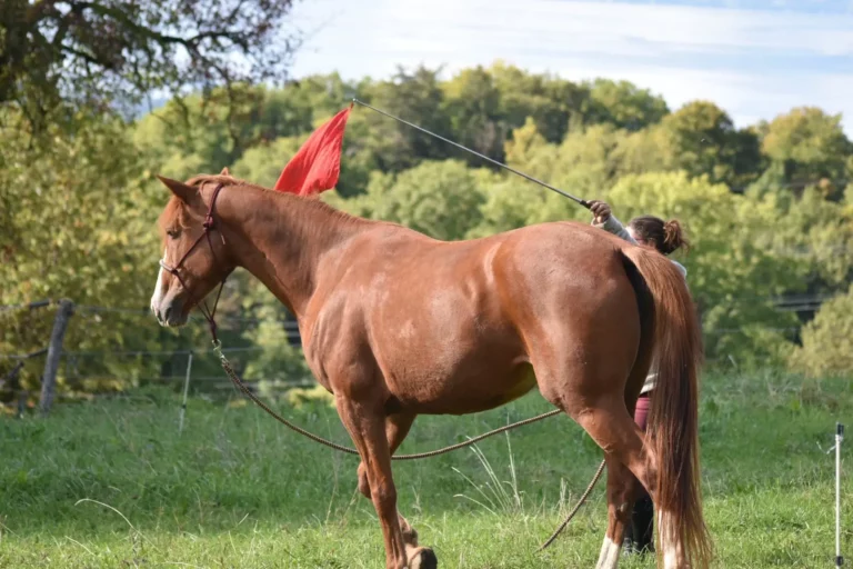 Trotteuse française jument à vendre