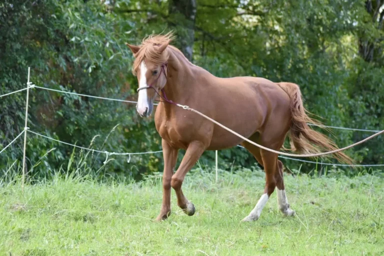 Trotteuse française jument à vendre