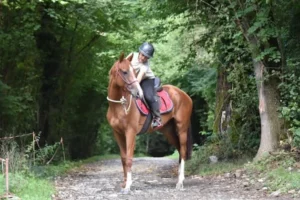 les chevaux reformes de sadelya