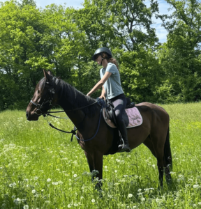 Les chevaux réformés de Sadelya