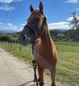 Les chevaux réformés de Sadelya