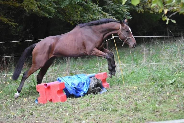 pur sang à vendre jument haute savoie
