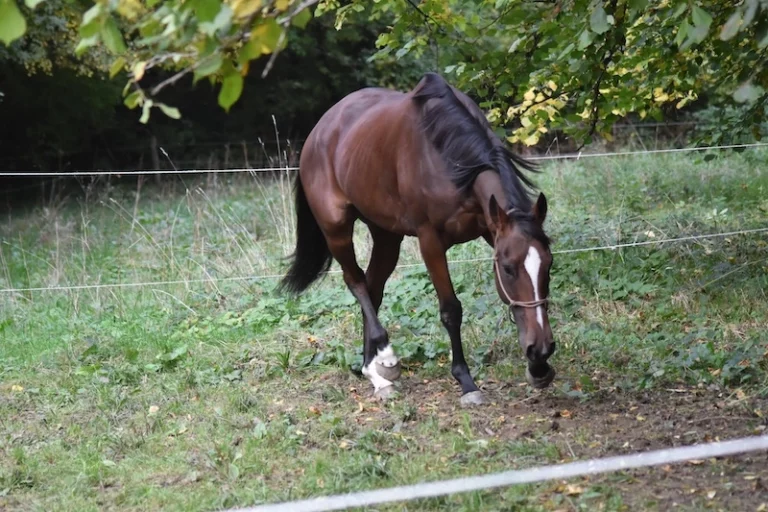 pur sang à vendre jument haute savoie